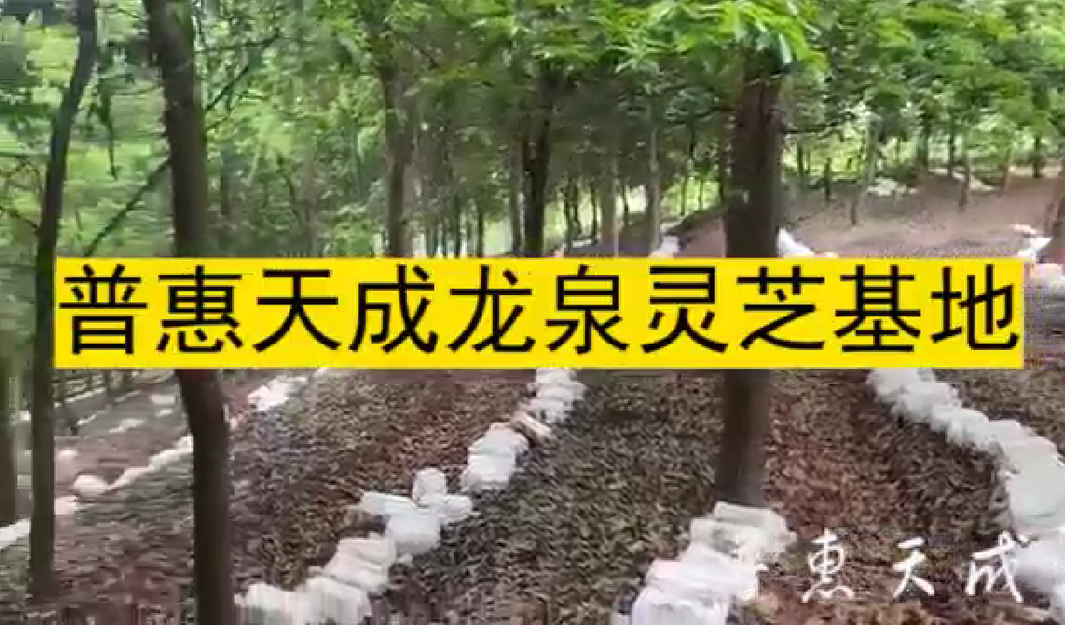 XPJ官网天成龙泉灵芝基地