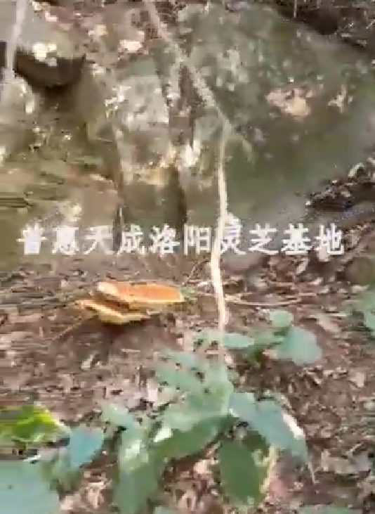 XPJ官网天成洛阳灵芝基地
